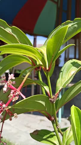 Graceful Medinilla speciosa flowers blooming naturally with cascading pink flower clusters, showcasing the exotic beauty of this tropical ornamental species.