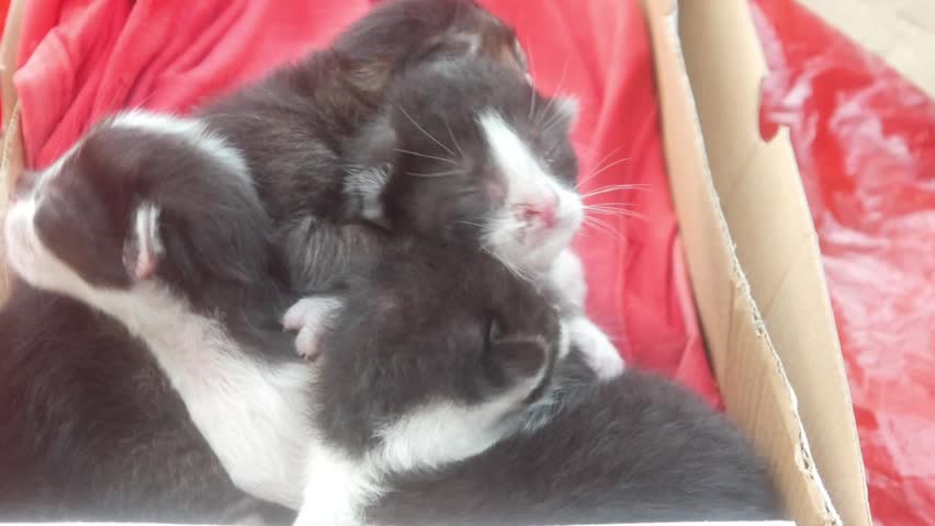 A group of newborn kittens in a cardboard box lined with red cloth