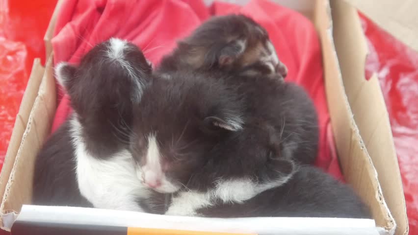 A group of newborn kittens in a cardboard box lined with red cloth