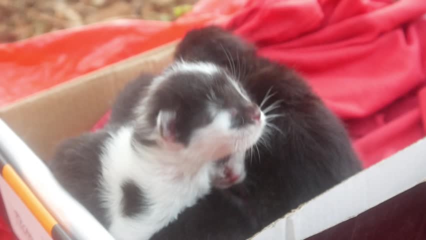 A group of newborn kittens in a cardboard box lined with red cloth