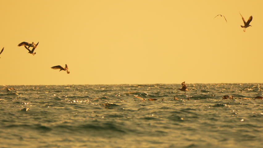 Seagulls ocean sunset flying low over the rippling water waves under a dramatic golden sky with copy space