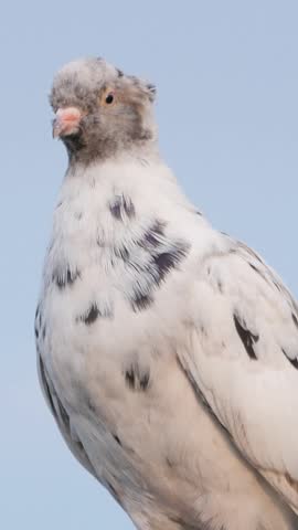 Vertical portrait of a beautiful pedigree pigeon with a feather crest looking around curiously against the sky.