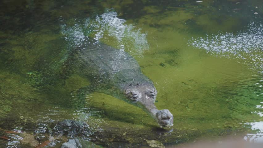 Rare gharial crocodile swimming in the water