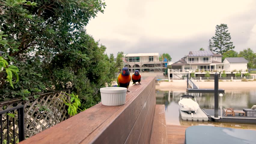 Two colorful rainbow lorikeets interact on a wooden railing overlooking a coastal canal waterway.