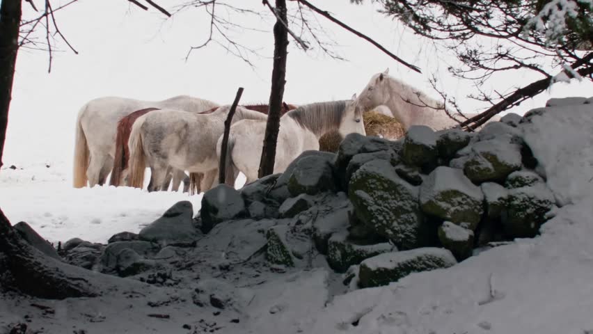 Group of white horses gathered together, eating hay in a snowy pasture. The animals stand behind a snow-covered stone wall during winter
