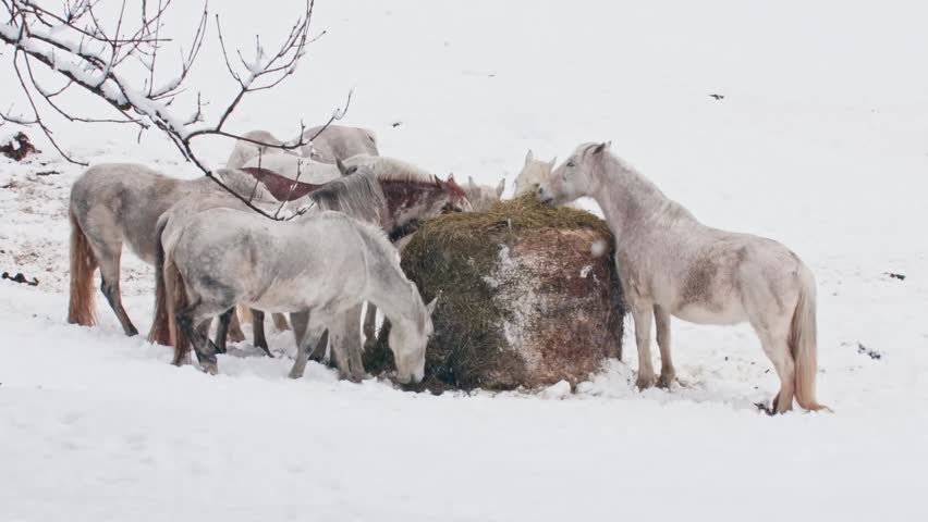 Group of beautiful white horses standing in the snow and eating from a large round bale of hay. Peaceful rural scene during a cold winter day