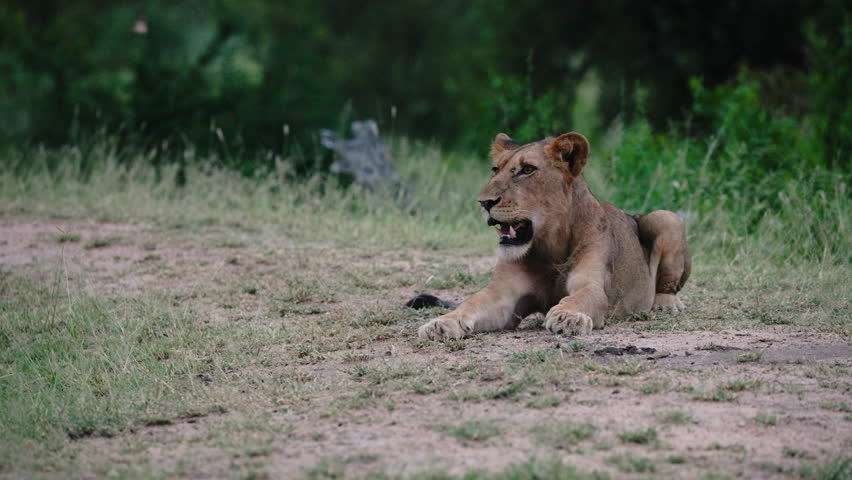 A cinematic shot of a juvenile lion lying on a sandy track in the South African bushveld, looking alert during the golden hour.