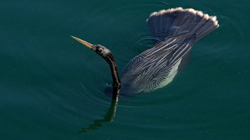 An anhinga swimming in a lake