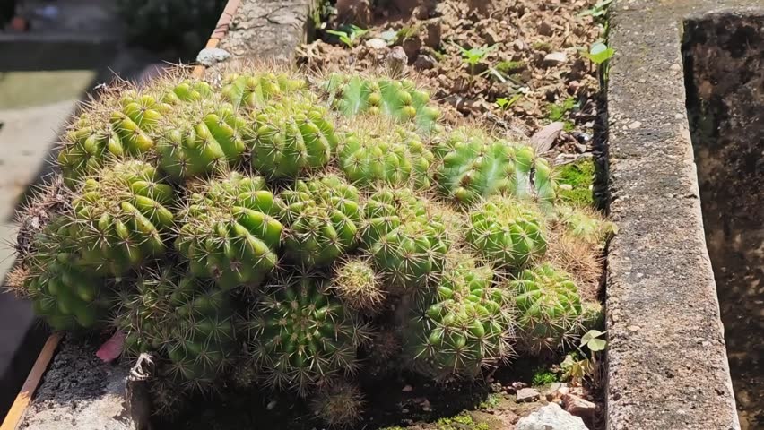 Close-up of a bright green globular Echinopsis cactus with long, thin yellow or white spines, known for its symmetrical shape and large showy blooms.
