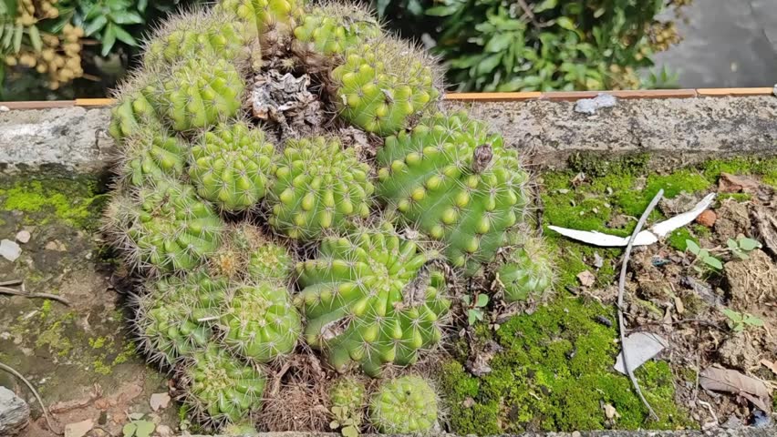 Close-up of a bright green globular Echinopsis cactus with long, thin yellow or white spines, known for its symmetrical shape and large showy blooms.