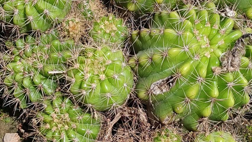Close-up of a bright green globular Echinopsis cactus with long, thin yellow or white spines, known for its symmetrical shape and large showy blooms.