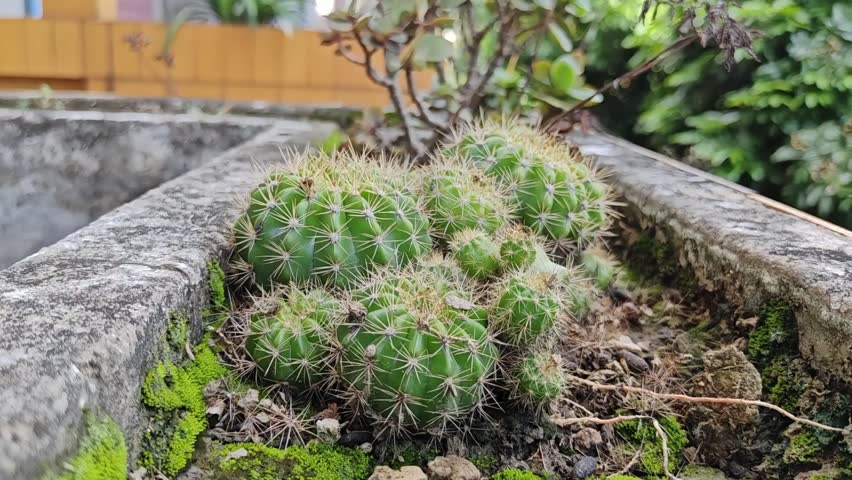 Close-up of a bright green globular Echinopsis cactus with long, thin yellow or white spines, known for its symmetrical shape and large showy blooms.