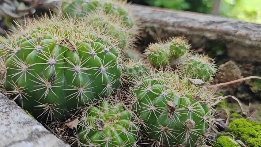 Close-up of a bright green globular Echinopsis cactus with long, thin yellow or white spines, known for its symmetrical shape and large showy blooms.