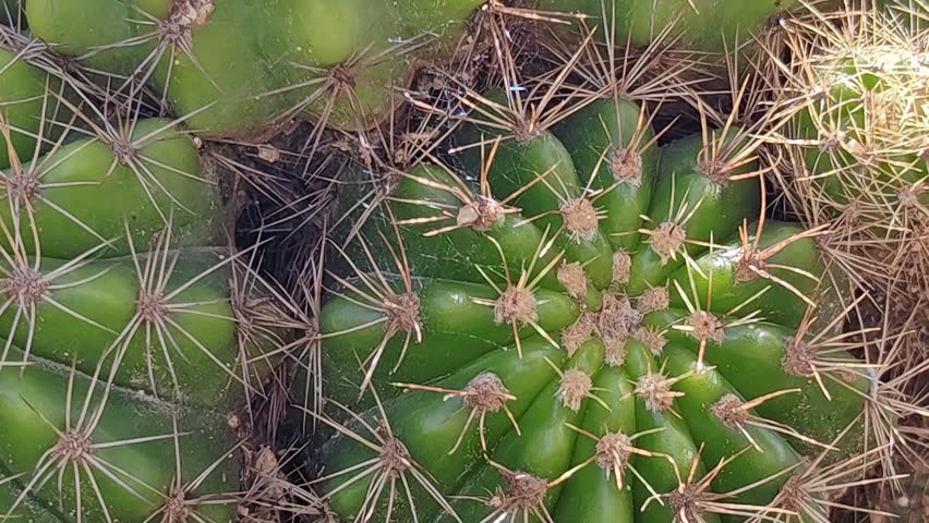 Close-up of a bright green globular Echinopsis cactus with long, thin yellow or white spines, known for its symmetrical shape and large showy blooms.