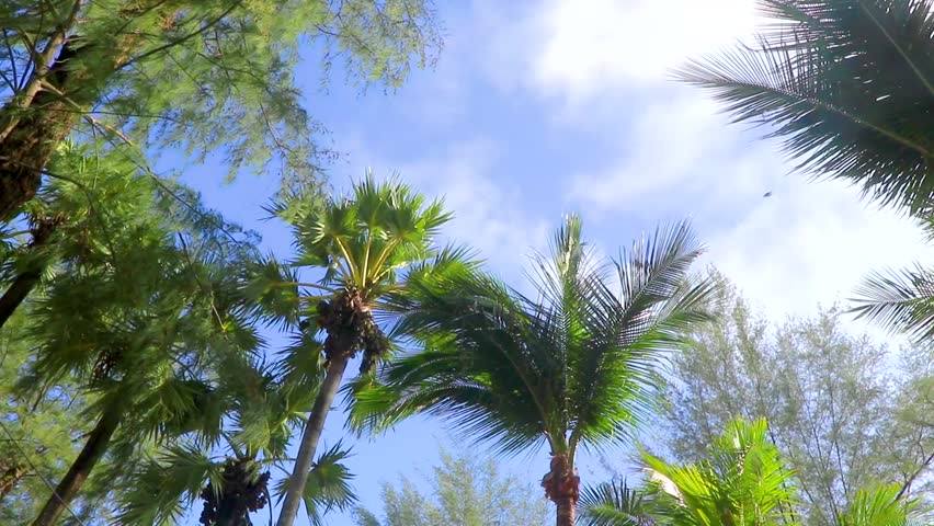 Dense tropical palm forest under sunny sky vibrant greenery and warm light, peaceful exotic island nature scene for travel and tourism visuals in Patong Beach Phuket Island Southern Thailand.