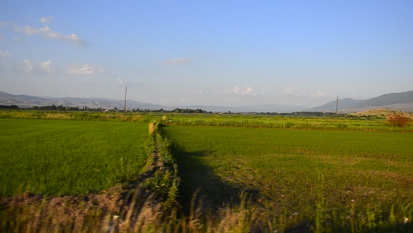 landscape  view of rice and wheat fields from fast driving car used as dolly.