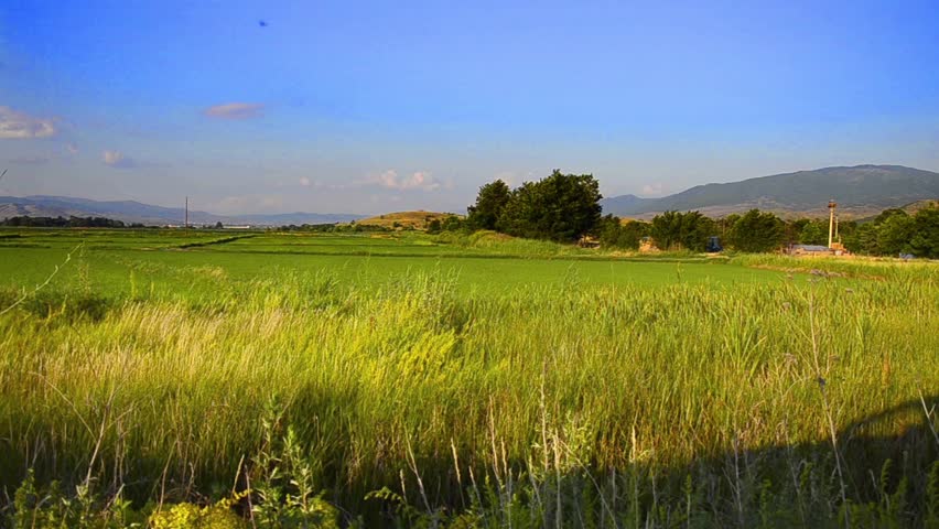 landscape view of rice and wheat fields from fast driving car used as dolly.