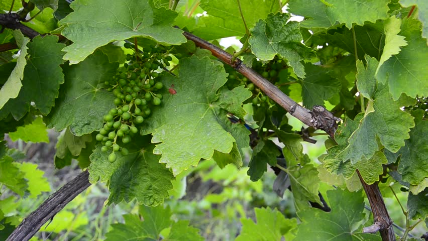 bunch of grapes on the vine with green leaves in development phase, dolly shoot.