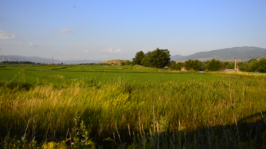 landscape view of rice and wheat fields from fast driving car used as dolly.