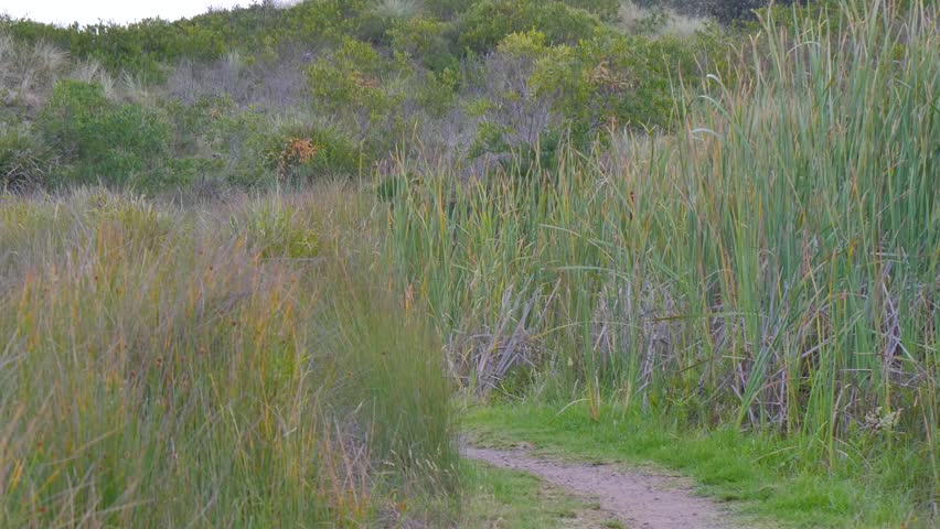 Grassy reeds with a path