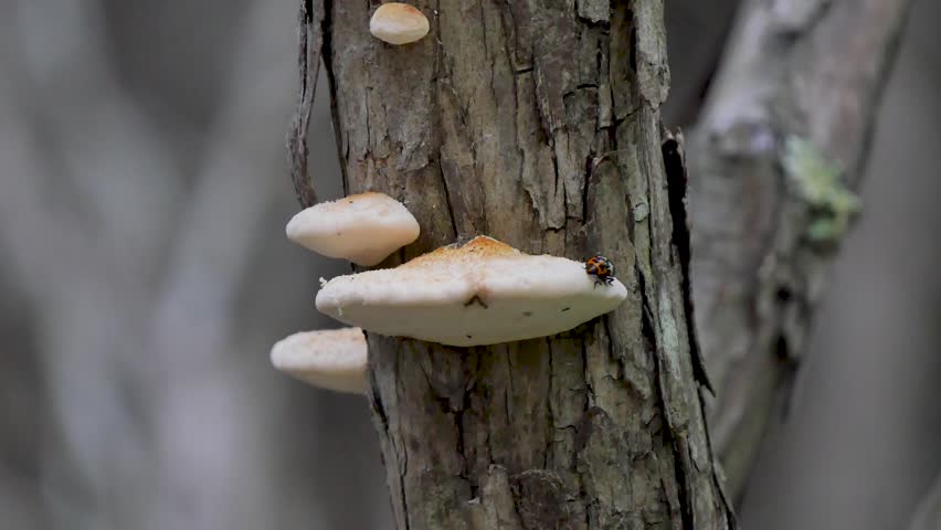 Bug eating a tree mushroom