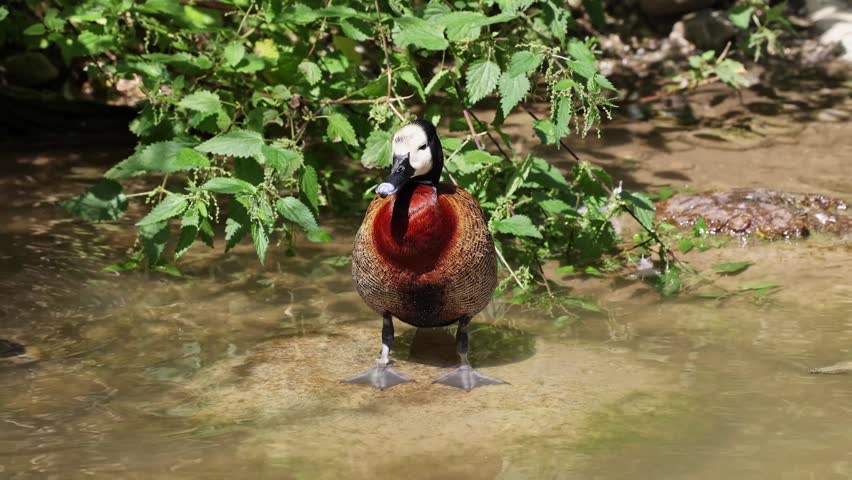 White-faced whistling duck, Dendrocygna viduata, noisy bird with a clear three-note whistling call at the lake. Nature landscape. Birds watching