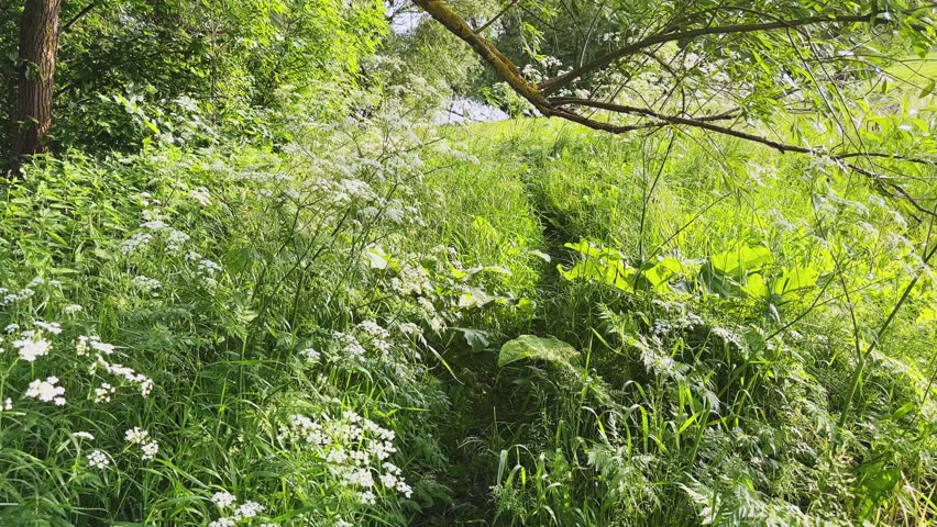 Old willows and meadow overgrown with different high grass on a pond shore in summer sunny evening, view while moving forward along the path
