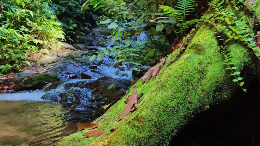 Moss Covered Fallen Tree Along Flowing Tropical Rainforest Stream