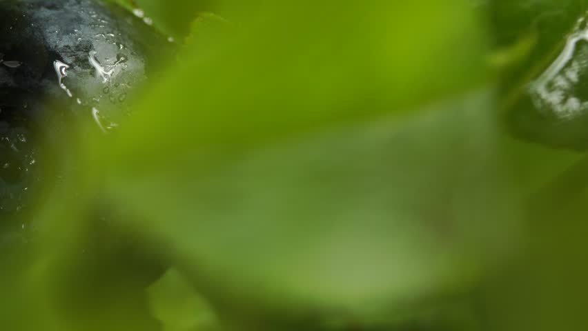 Detailed macro of one wild blueberry with water droplets, blurry foreground, close-up.