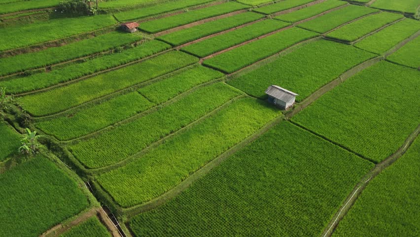 Aerial view of vibrant green rice terraces with small wooden huts nestled in the landscape of West Java, Indonesia.