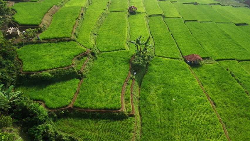 Aerial view of lush green rice terraces with small traditional huts and tropical trees in West Java, Indonesia.