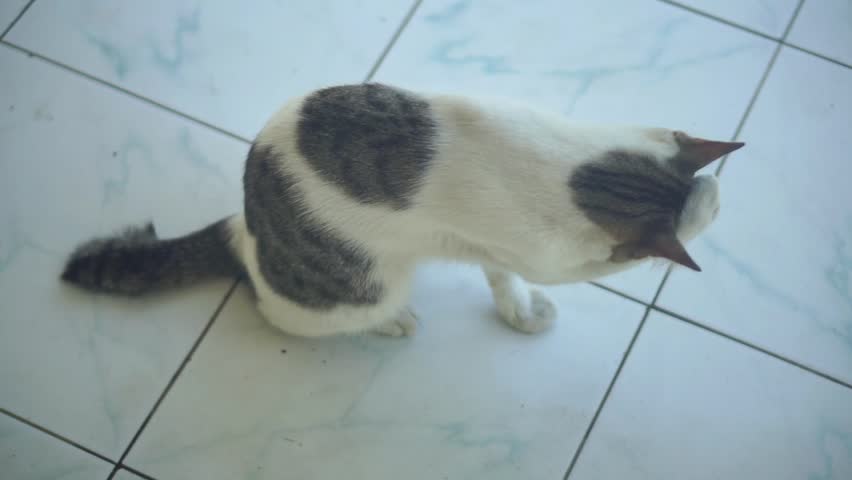 Top view of a domestic white cat with grey patches standing on a ceramic tiled floor.