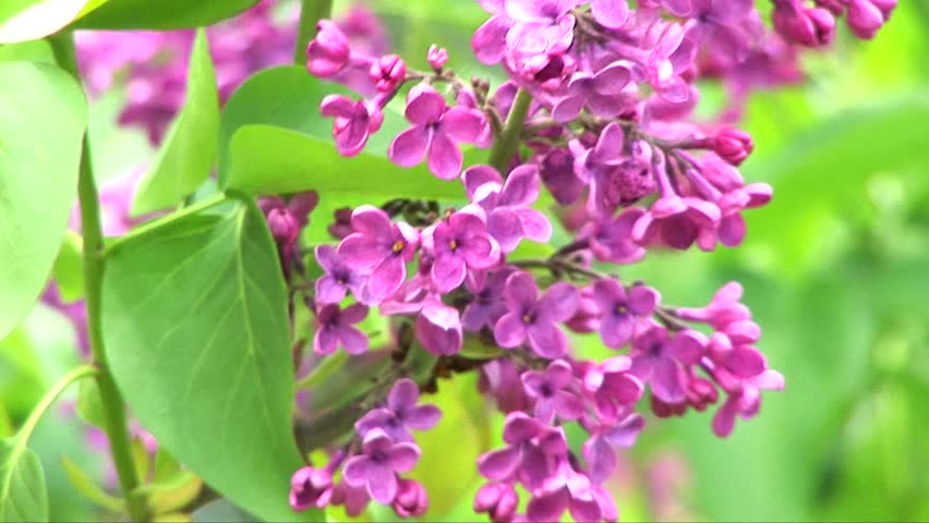 Blossoming lilac in a garden