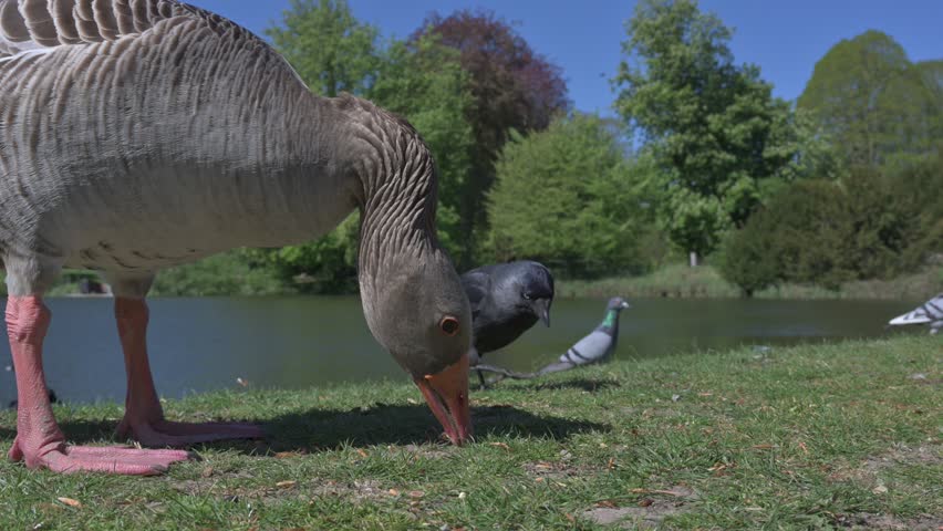 Greylag Goose (Anser anser) scaring off other birds as it eats seeds from a lawn in a park. June, Kent, UK [Half speed]