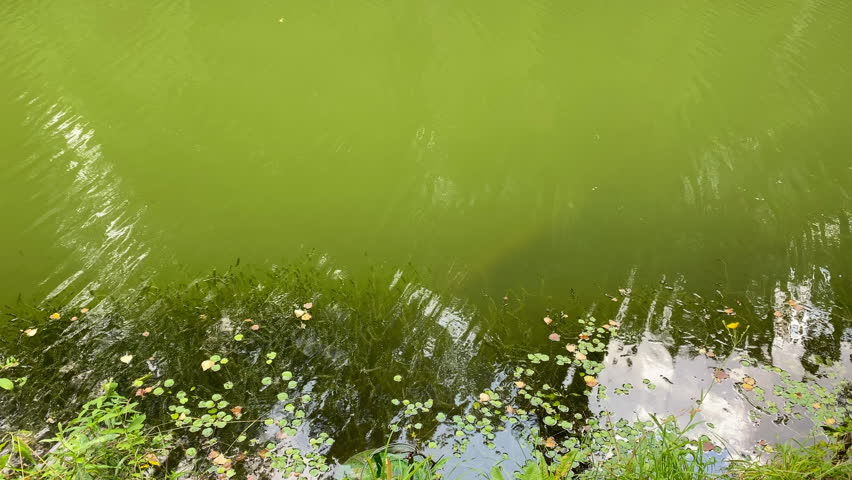 Green Pond Surface with Aquatic Plants.