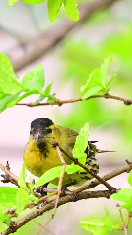 Close up vertical portrait of a vibrant yellow finch with a black cap perching on a tree branch, nibbling on a wet green leaf covered with fresh water droplets against a soft bokeh background.
