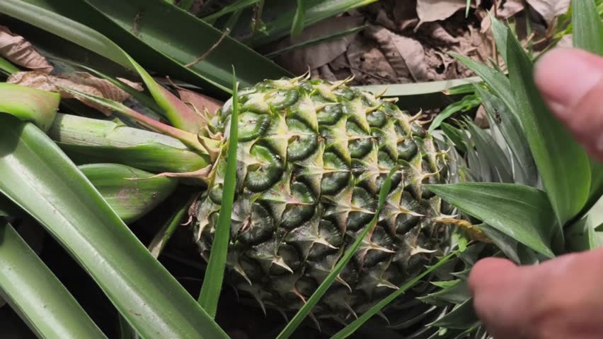 Close up of a hand holding a bunch of ripe pineapple
with green leaves attached.