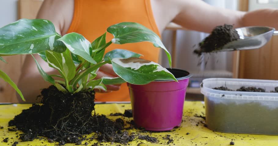 Repotting of Climbing 