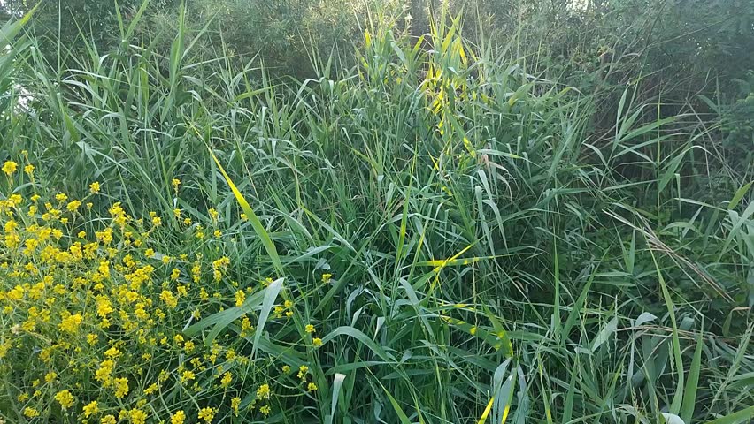 A few yellow flowers, plants and sunlight through the tree branches