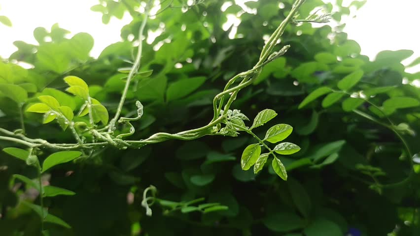 A climbing plant with water droplets clinging to its leaves, indicating a fresh condition or recent exposure to water.