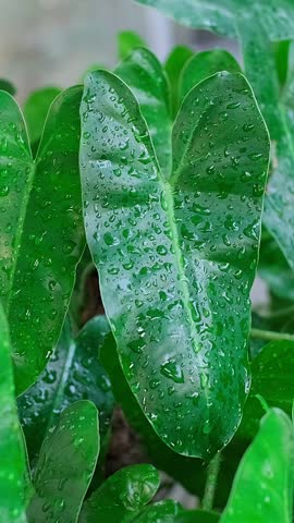 Close-up of green leaves wet with raindrops after rainfall, showing freshness and natural beauty.