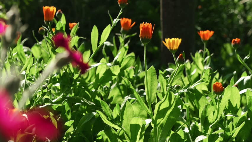 Summer garden background. Calendula flowers in bloom.