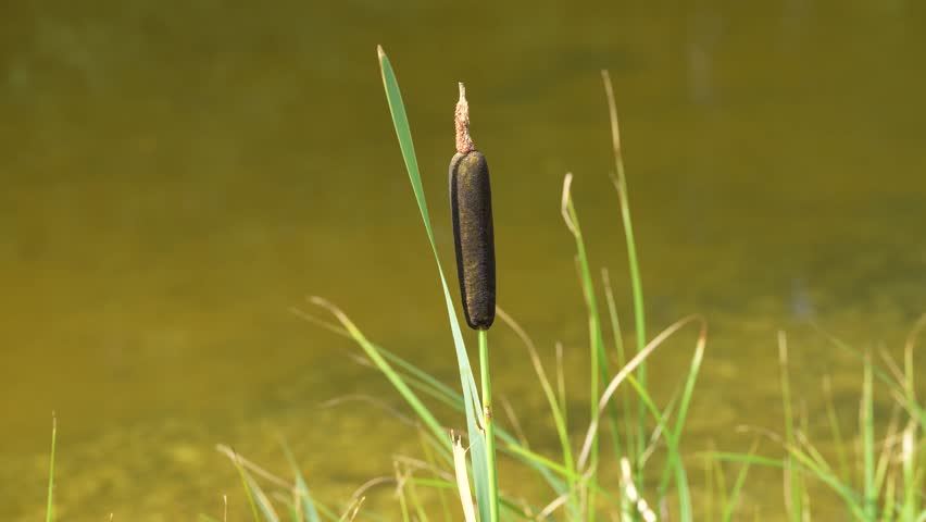 A mature common cattail stands at the edge of still pond water. The video highlights Typha latifolia in its natural wetland habitat.