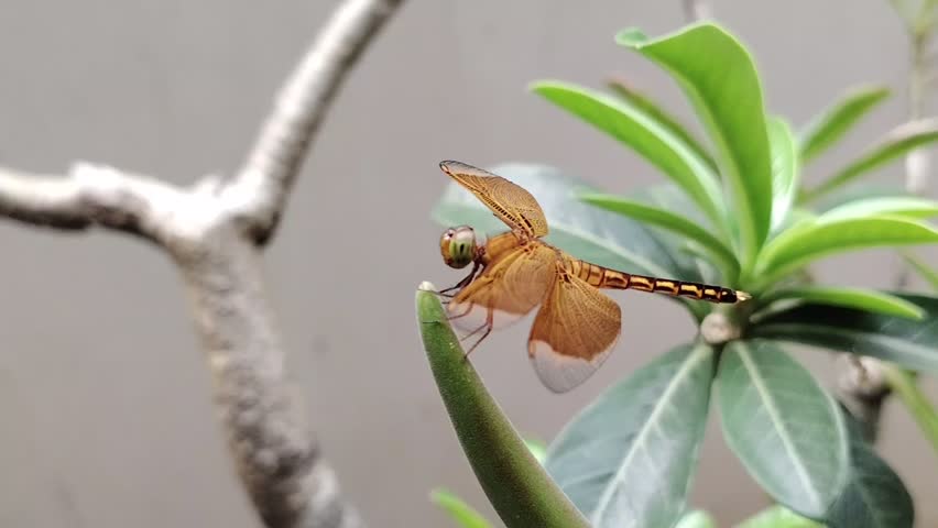 Golden dragonfly rests on green plant stem. Bright wings spread gently in calm stillness. Leafy branches frame the insect