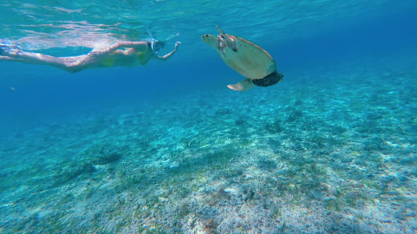 Underwater snorkeling with sea turtle in clear tropical ocean on Gili Islands. Snorkeler exploring marine life and aquatic wildlife. Exotic travel destination and adventure tourism in Indonesia.