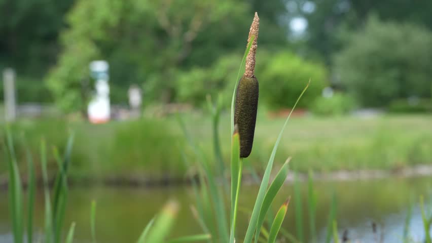 A common cattail grows beside still pond water in a peaceful wetland. The video highlights Typha latifolia in its natural habitat.