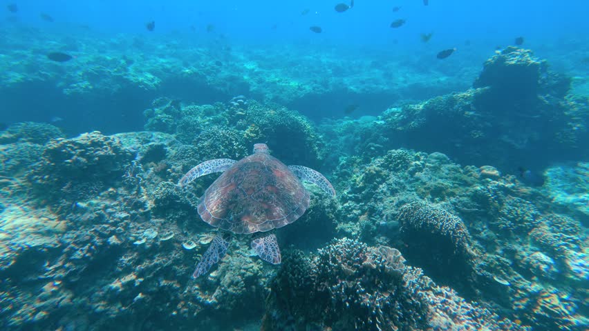 Underwater view of sea turtle swimming over coral reef in clear ocean on Gili Islands, Indonesia. Peaceful marine life scene showcasing aquatic wildlife, reef habitat, and travel destination in Asia.
