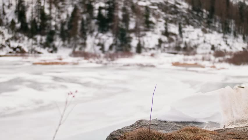 Close-up of a dry plant with a gradual focus pull revealing a beautiful frozen mountain lake and a snowy pine forest in the background