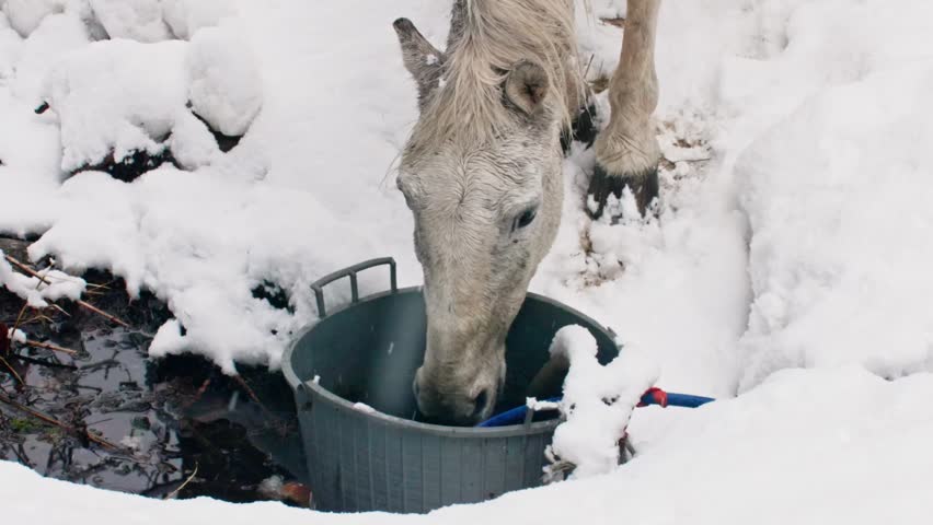 Beautiful white horse drinking fresh water from a bucket on a snowy day. The animal is standing in a winter landscape near a frozen creek