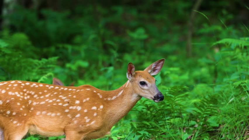Two spotted whitetail deer fawns in a dense green forest, with one fawn walking to the right during early summer in Dunn County, Wisconsin, USA.